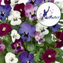Bild von Viola P12 Klbl XXL Trio London